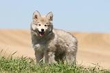 CHIEN FINNOIS DE LAPONIE 559